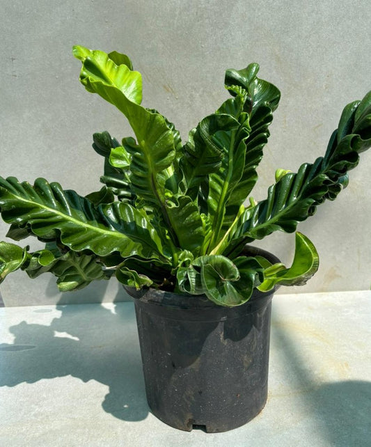 Fern