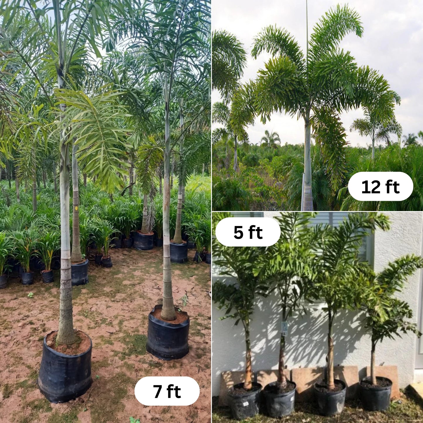 Foxtail Palm