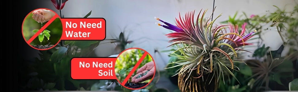 Tillandsia Victoria Air Plant Pack Of 2