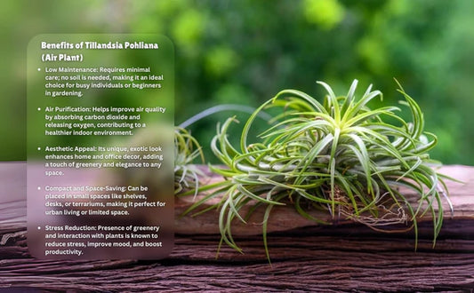 Tillandsia Pohliana Air Plant Pack Of 2