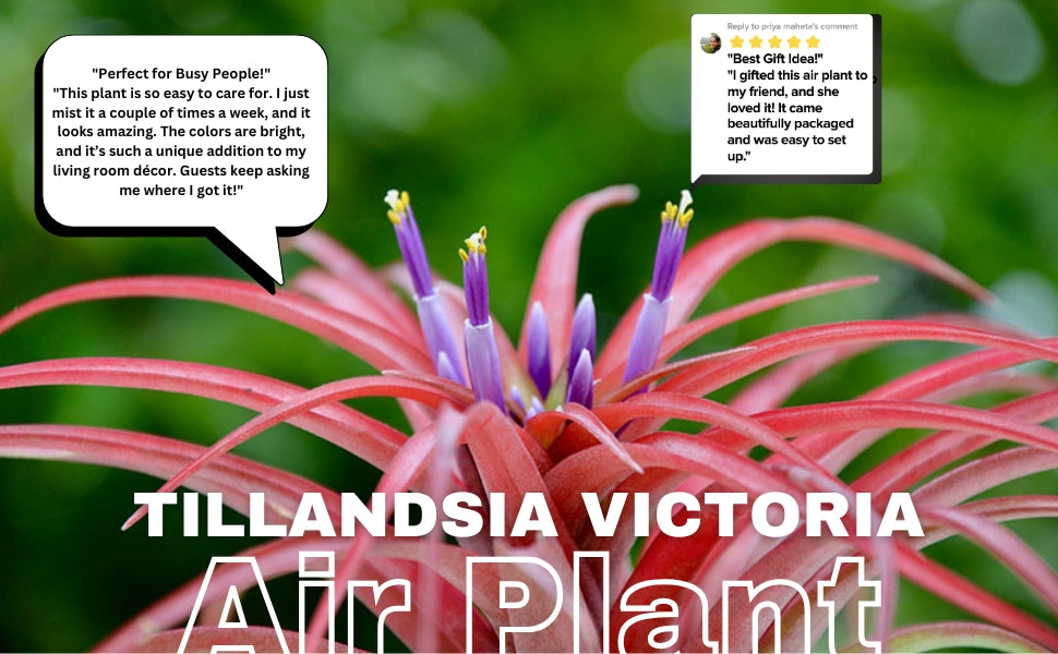 Tillandsia Victoria Air Plant Pack Of 2