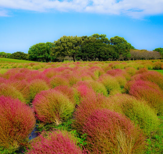 Kochia Burning Bush seeds