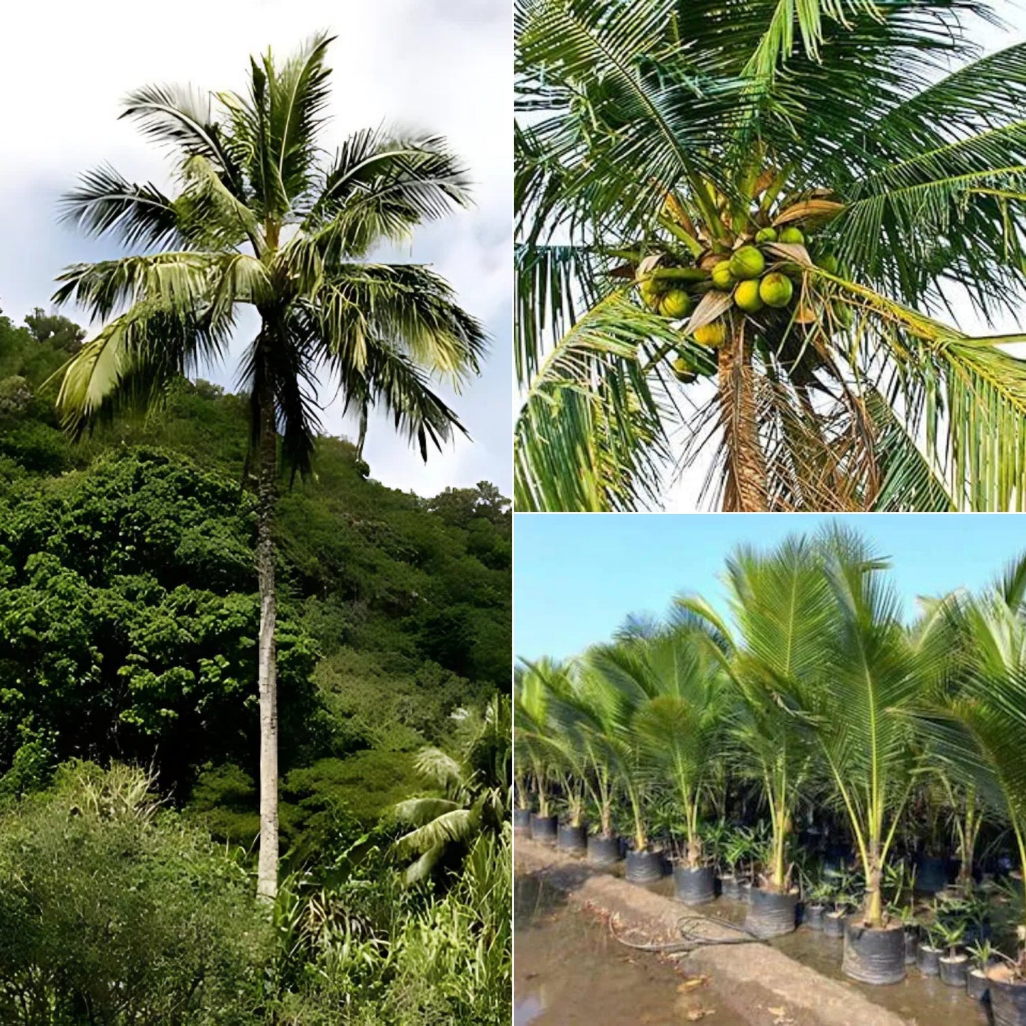 Nariyal