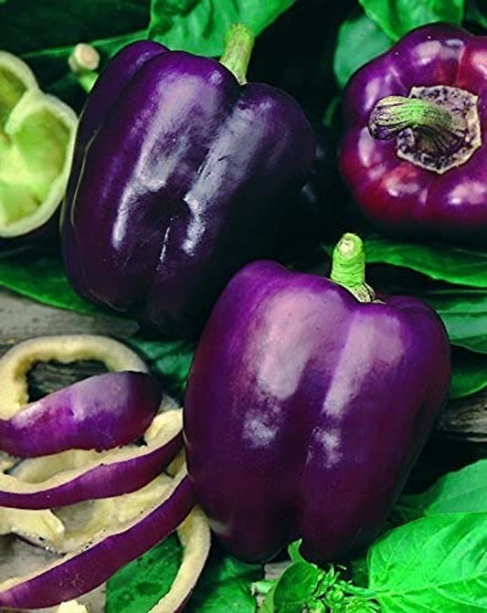 Capsicum Purple Seeds