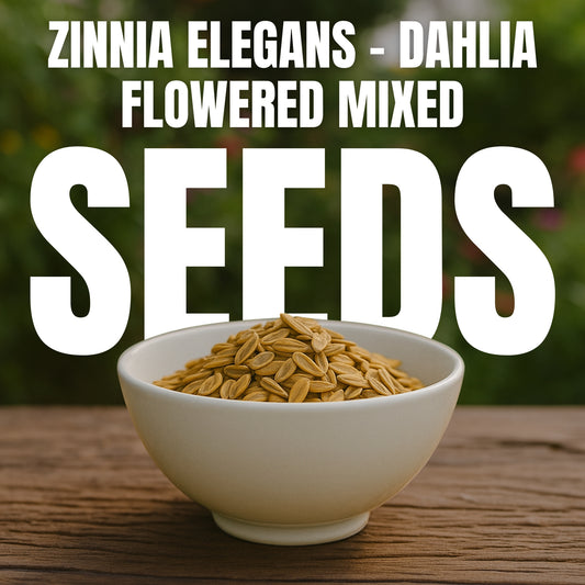 Zinnia Dahlia Flowered Mixed - Buy 1 Get 1 Free (200 Seeds)