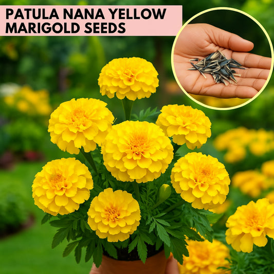 Patula Nana Yellow Marigold Seeds