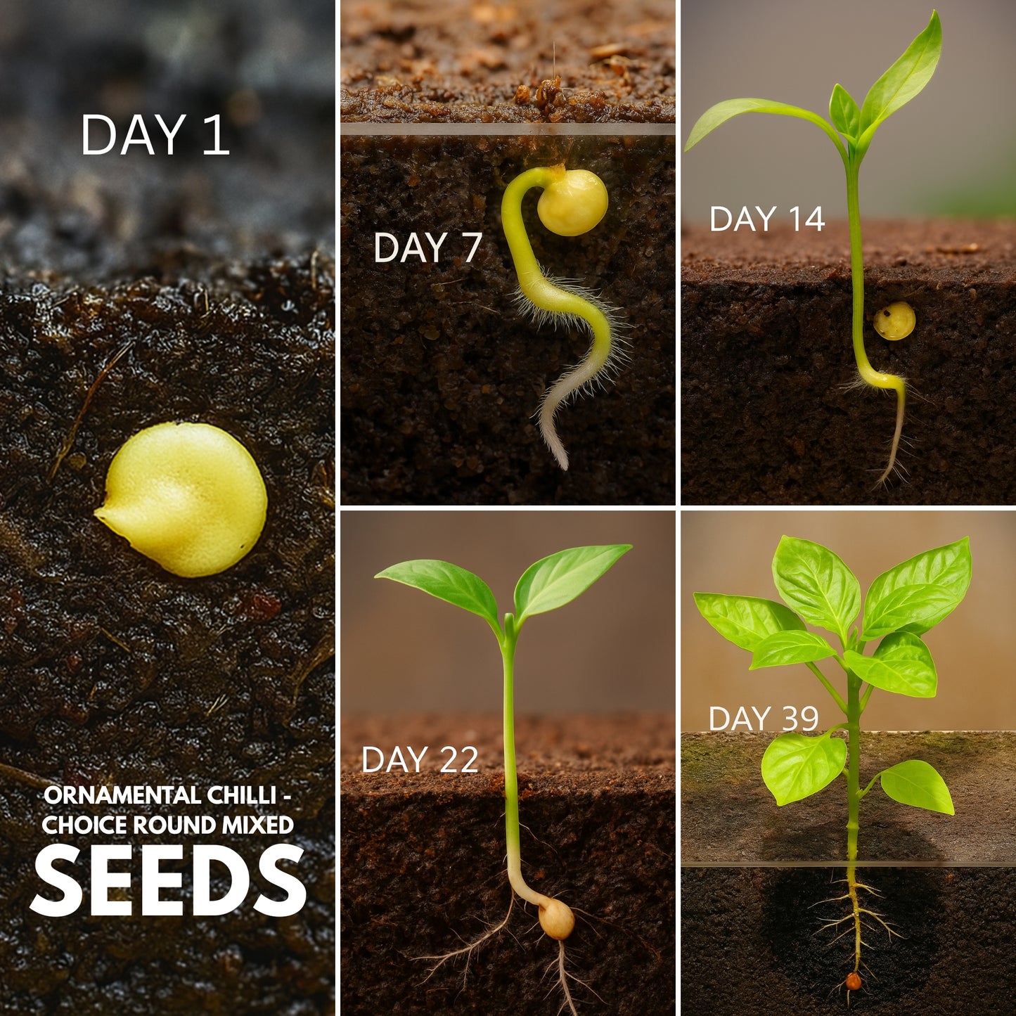 Ornamental Chilli- Choice Round Mixed seeds