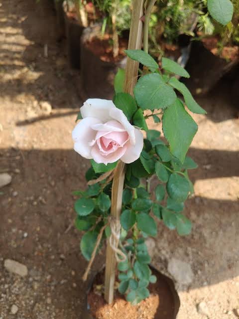 Gulab Vel