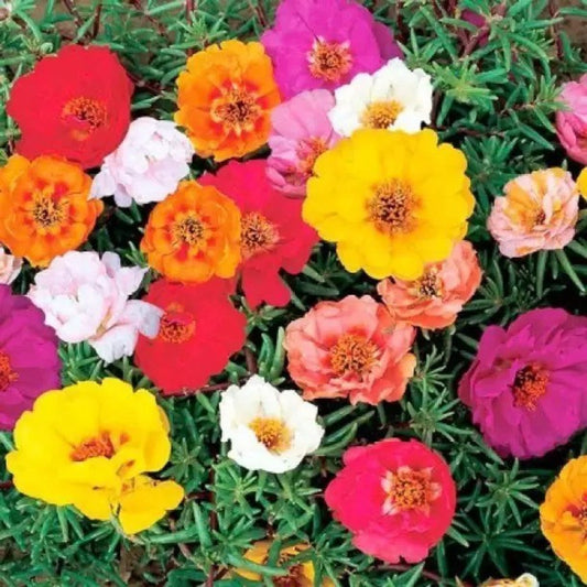 Portulaca Happy Trails F1 Series Seeds