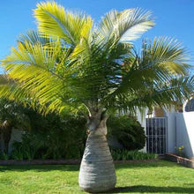 champion palm