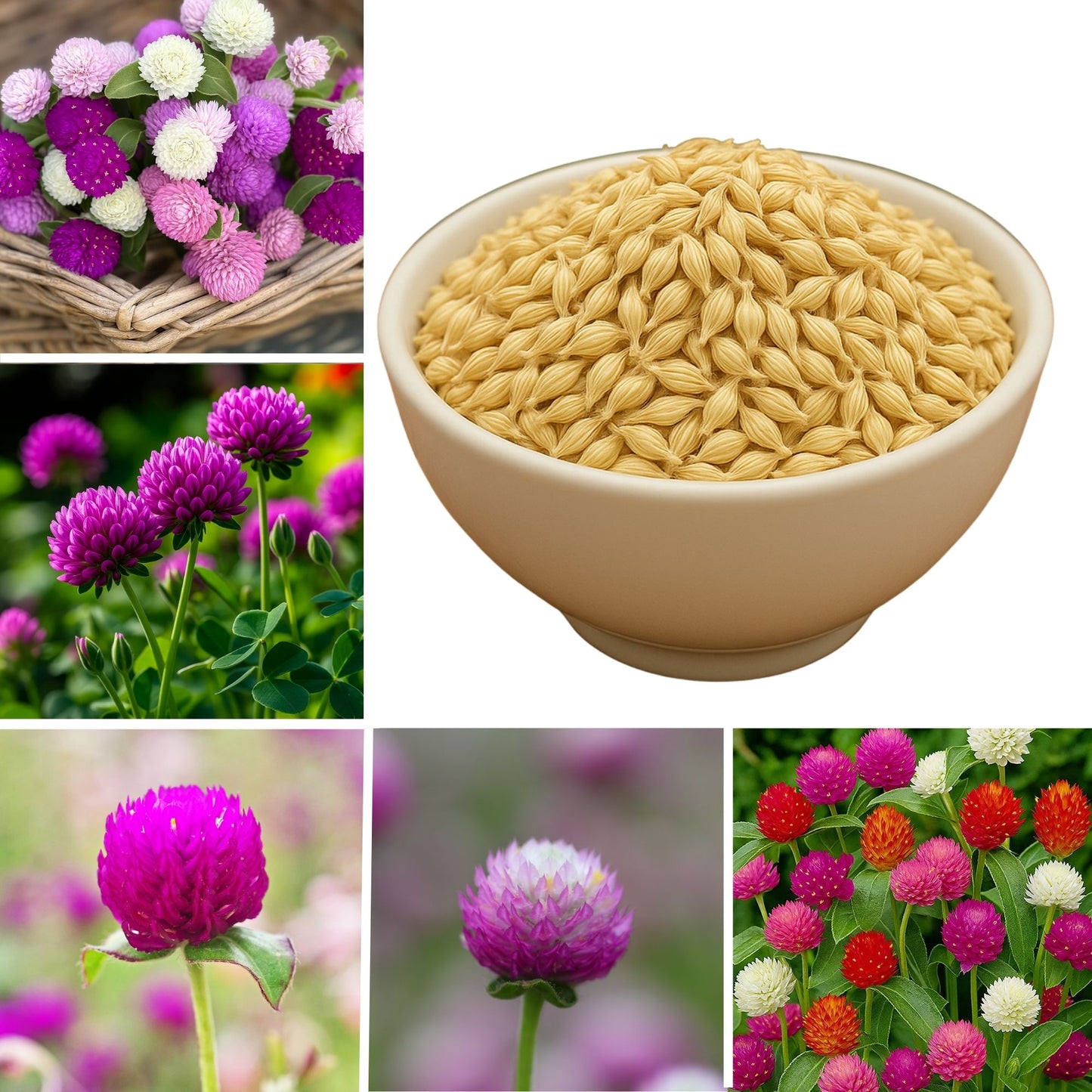 Gomphrena Choice Mixed seeds