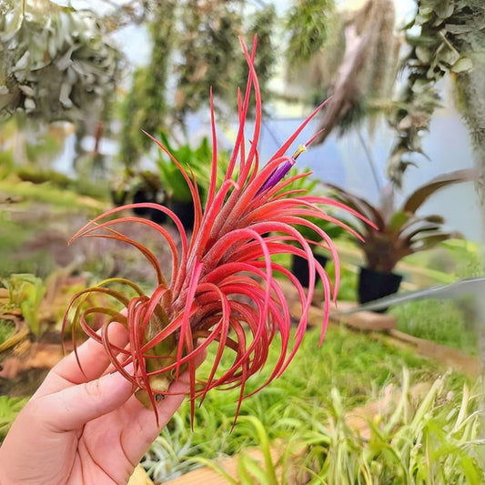 Tillandsia Victoria Air Plant Pack Of 2