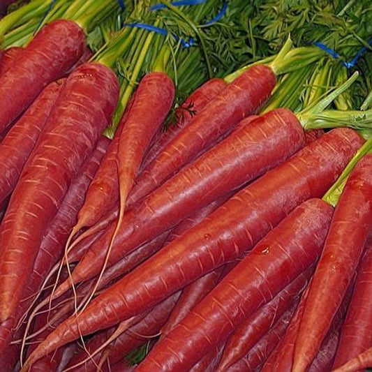Carrot Red Long Seeds