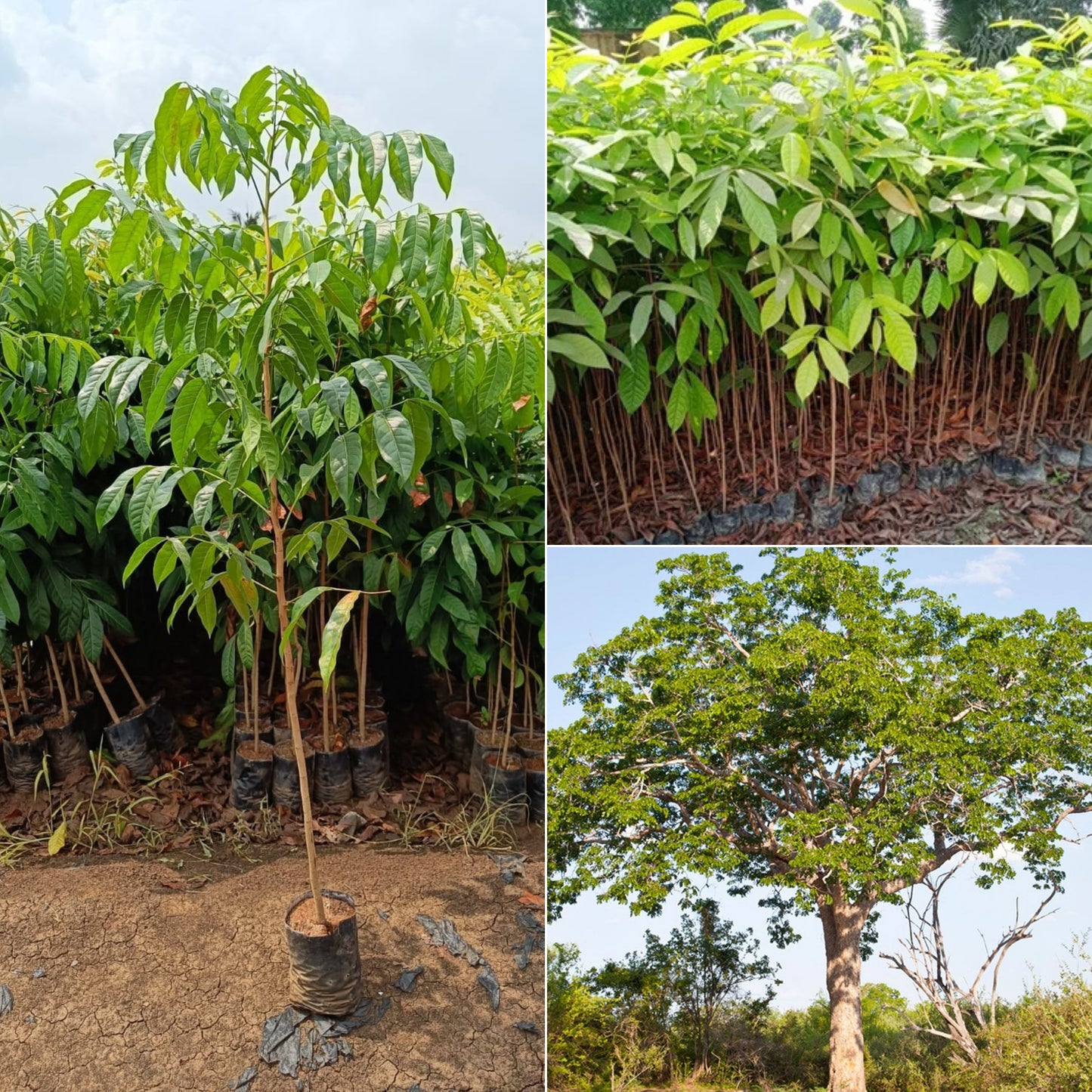Mahaguni