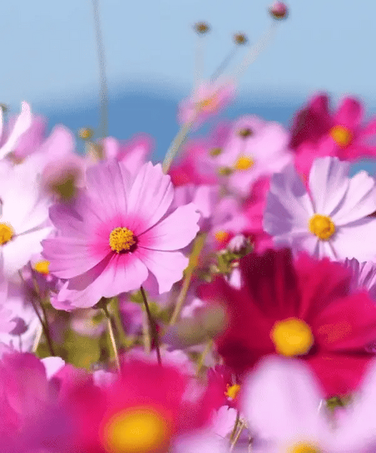 Flowers Seeds Vault (45 Varieties of Packet)