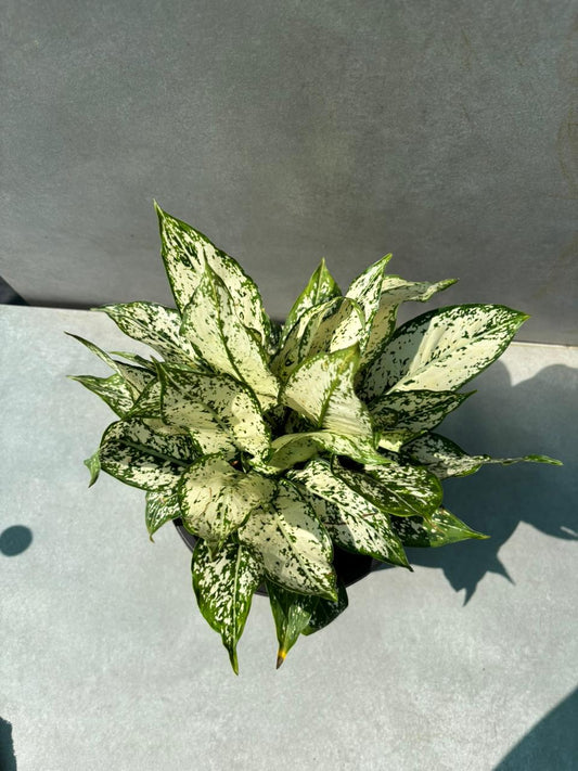 Aglaonema