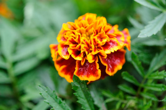 Marigold French Tagetes Patula Honeycomb Seeds