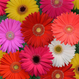 F2 Jamesonii Mix Flower Seeds