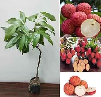 China 3 Litchi