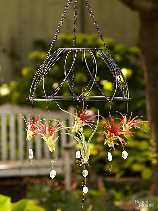 Tillandsia Victoria Air Plant Pack Of 2