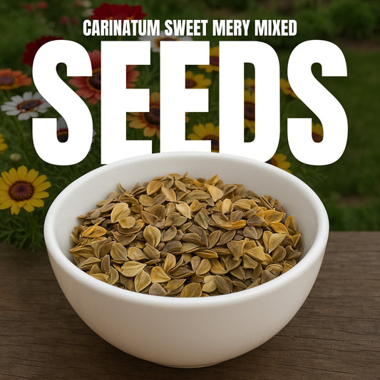 Carinatum Sweet Merry Mixed Flower Seeds