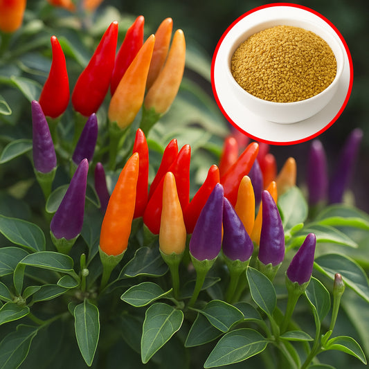 Ornamental Chilli -Choice Pointed Mixed seeds