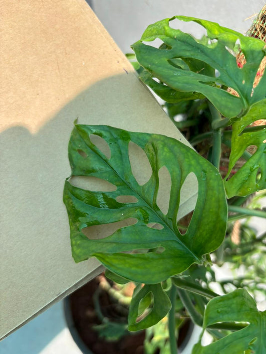 Monstera adansonii