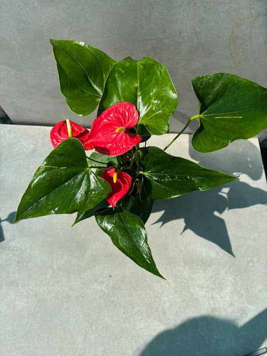 Anthurium plant