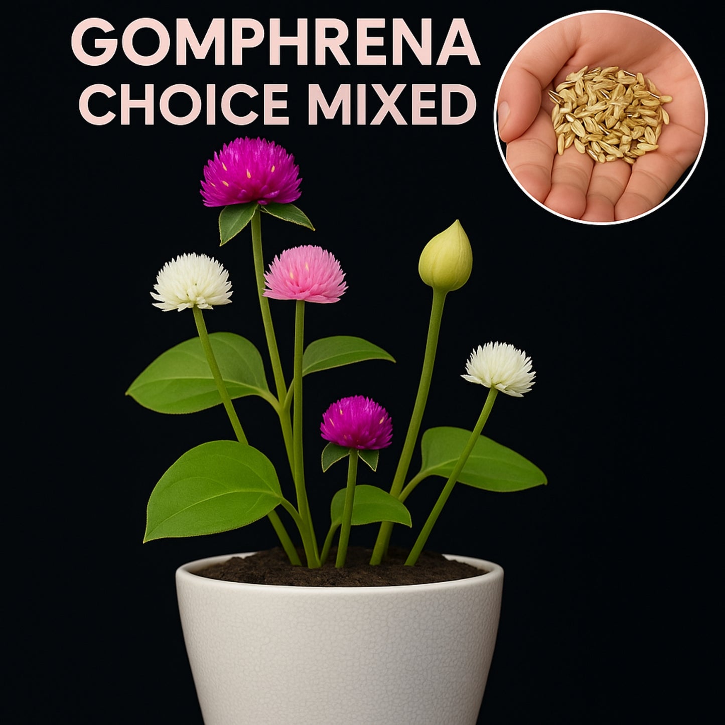 Gomphrena Choice Mixed seeds