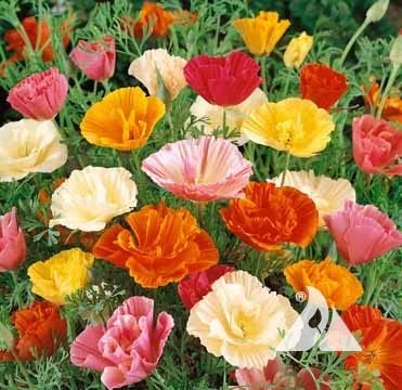 California Poppy Mixed Flower Seeds