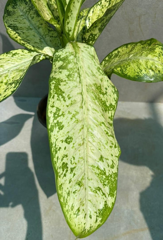 Dieffenbachia