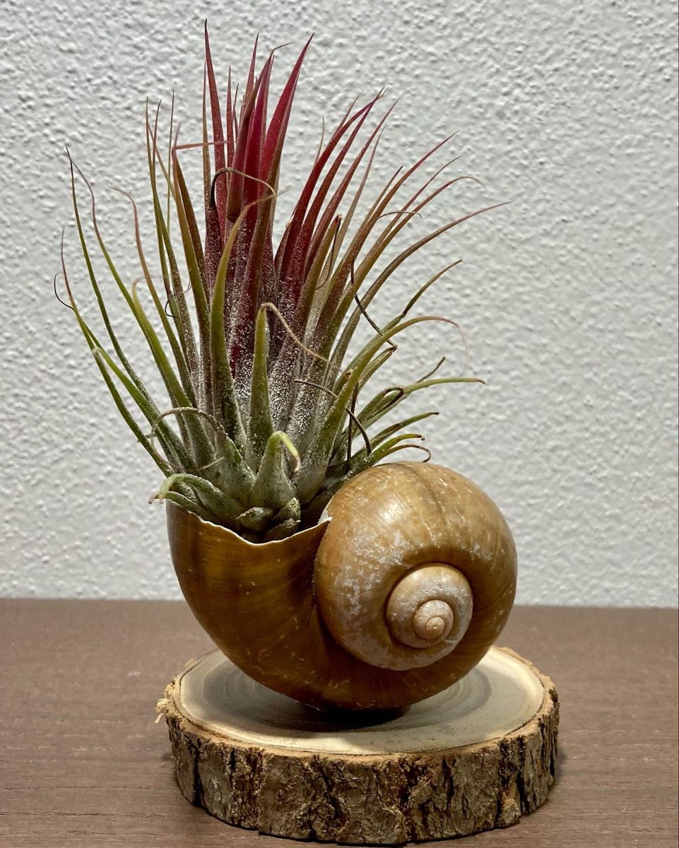 Tillandsia Victoria Air Plant Pack Of 2