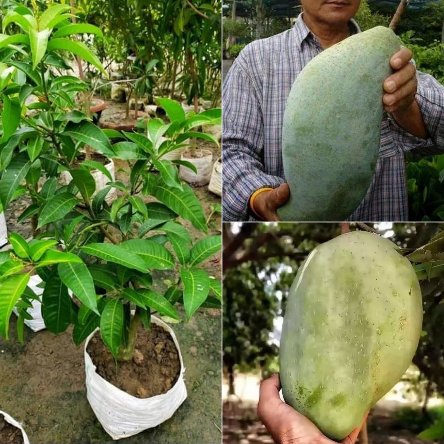 4 kg Mango
