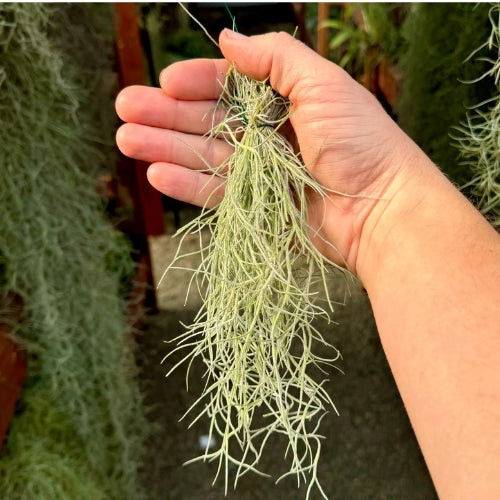 Spanish Moss Air Plant Pack Of 2