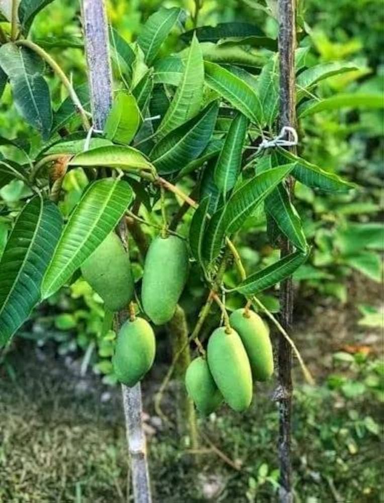 All Time Sweet katimon Mango