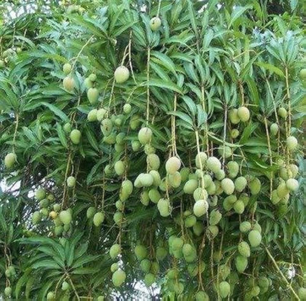 Himsagar Mango