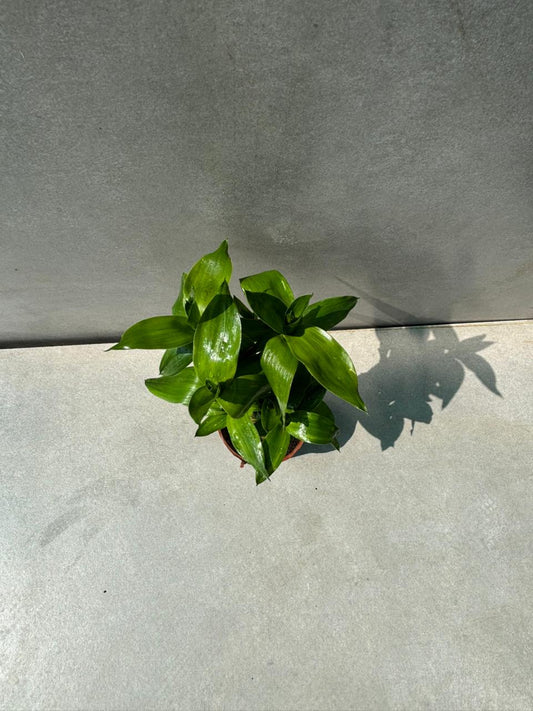 Lotus Bamboo (Dracaena sanderiana)