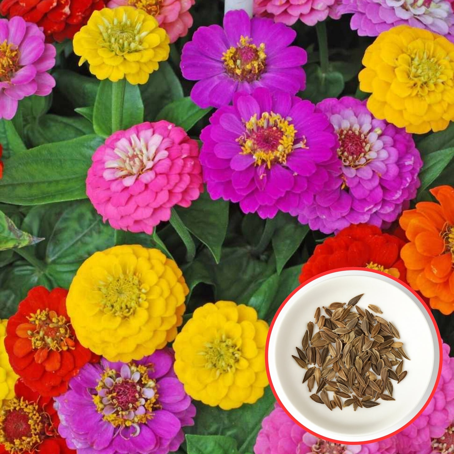 Zinnia Dahlia Flowered Mixed - Buy 1 Get 1 Free (200 Seeds)