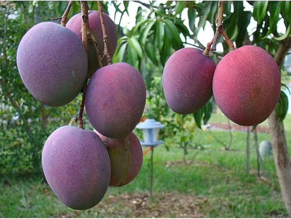 Tommy Atkins Mango