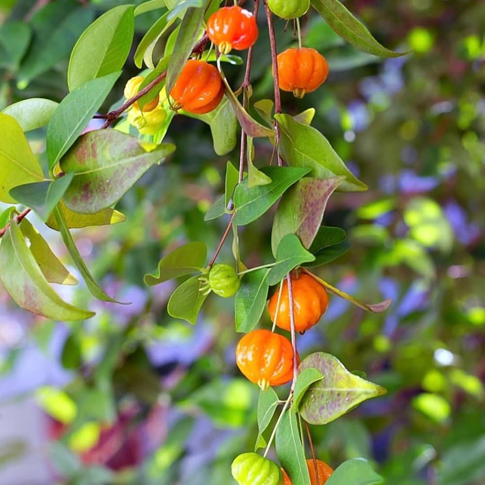 Suriname Cherry