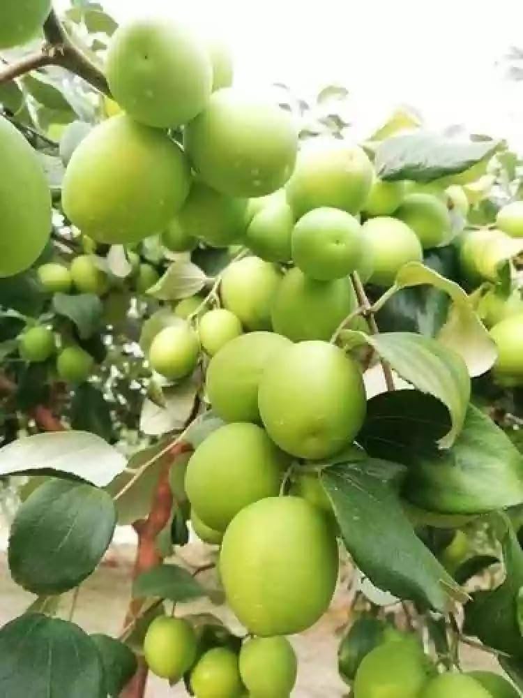 Thai Green Apple Ber