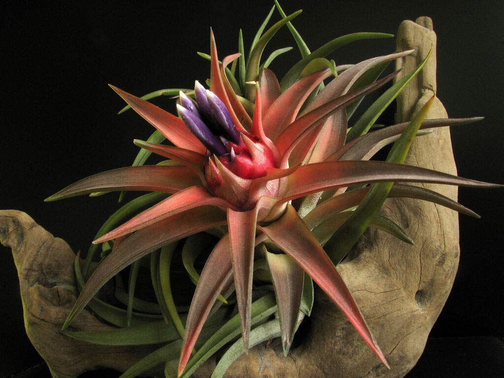Tillandsia Victoria Air Plant Pack Of 2
