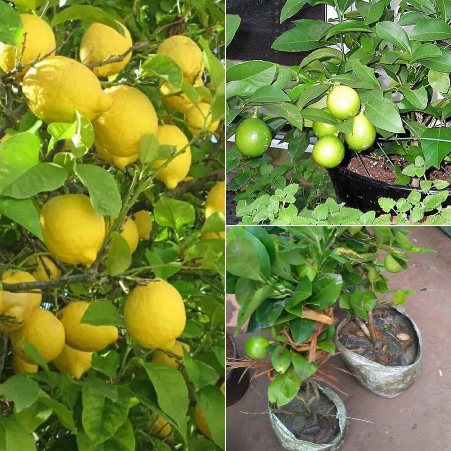 Lemon Kalmi