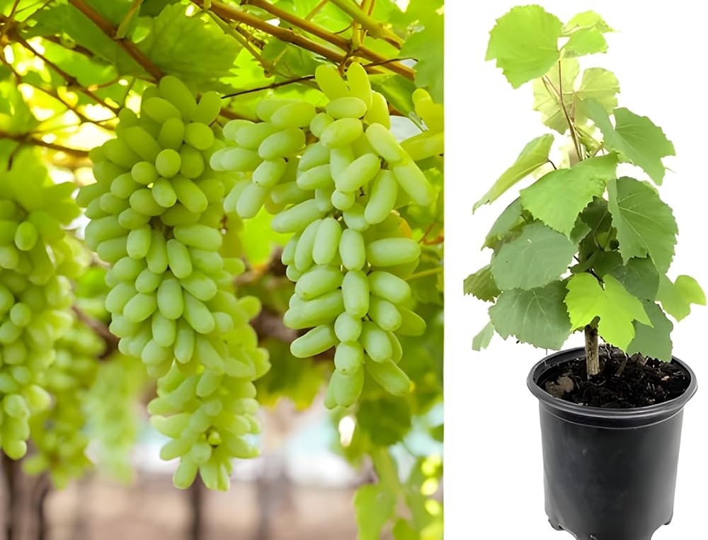 Green Grapes