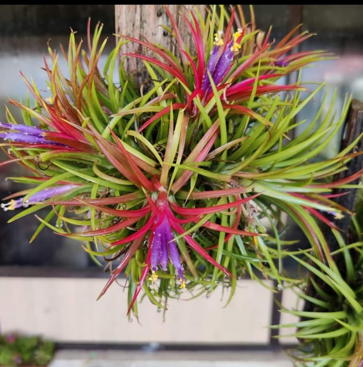 Tillandsia Victoria Air Plant Pack Of 2