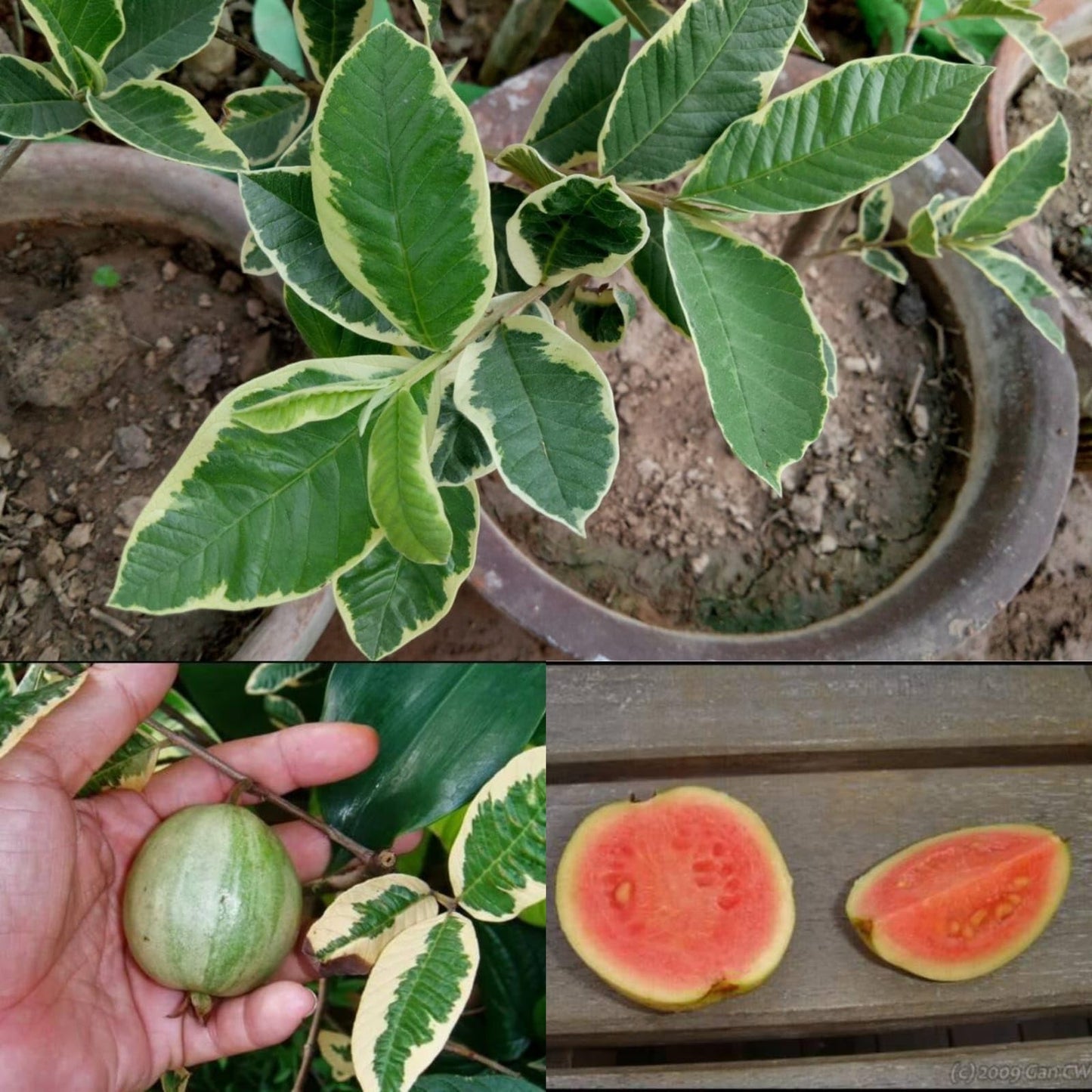 Variegated Guava