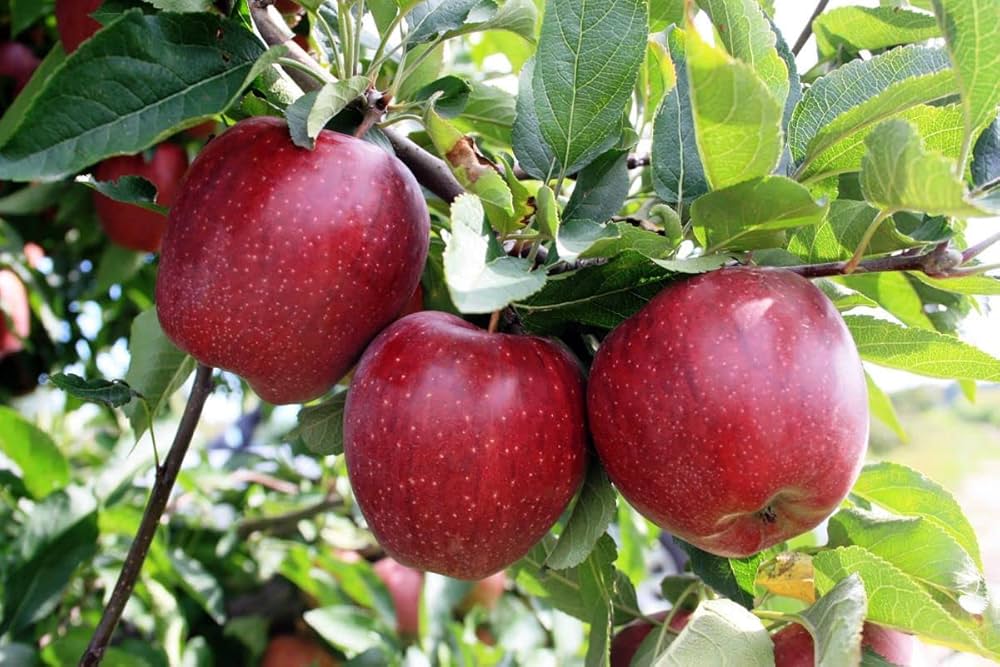 HRMN 99 Apple