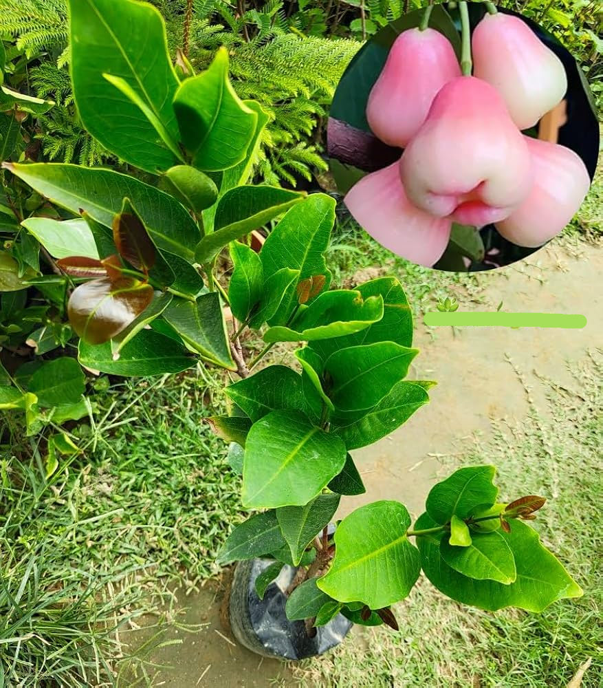 Pink Water Apple