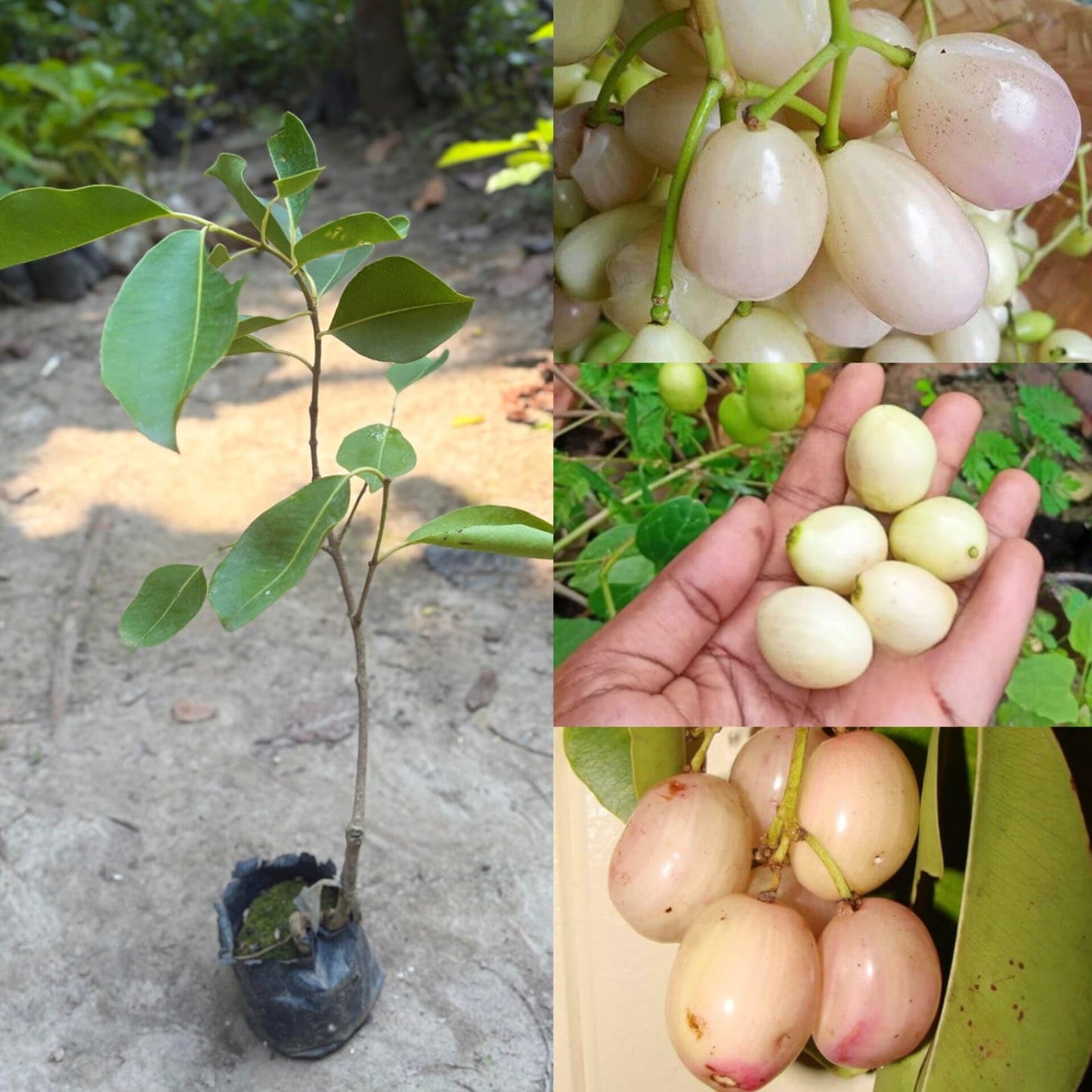 Thai White Jamun