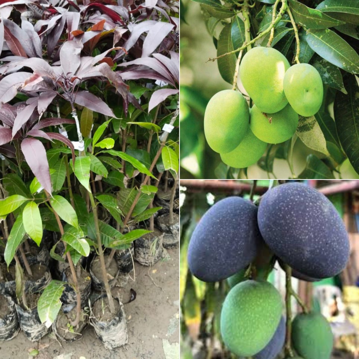 Indonesia - Kasturi Mango